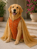 Festive Embroidered Dog/Cat Kurta with Sheer Dupatta & Gold Trim