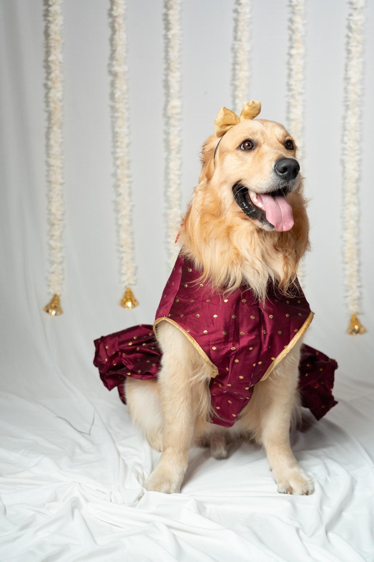 Festive Gold-Polka Traditional Ethnic Dress for Dogs