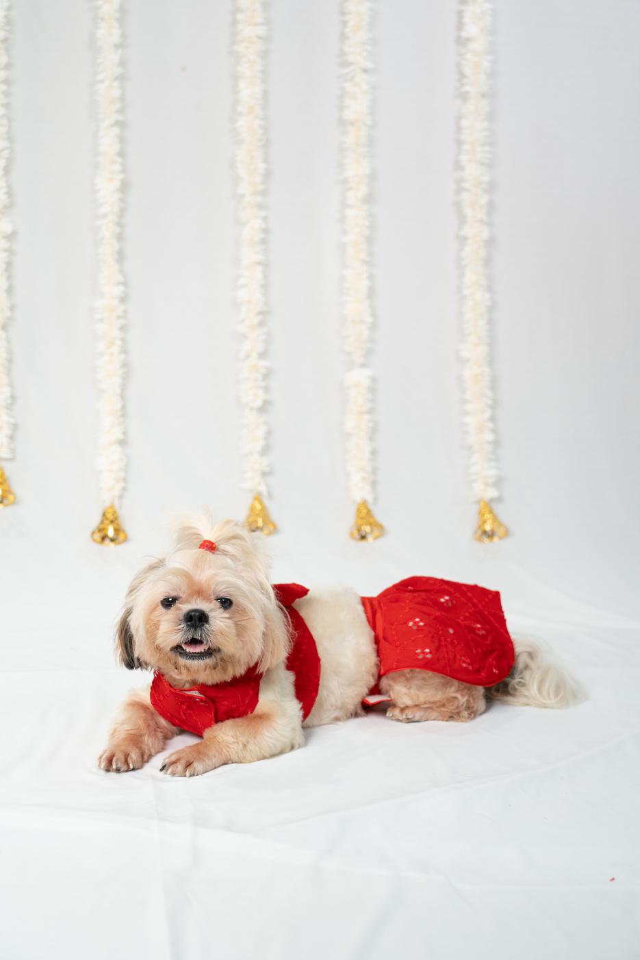 Festive Crimson Red Mirror-Work Ethnic Lehenga Dress for Dogs
