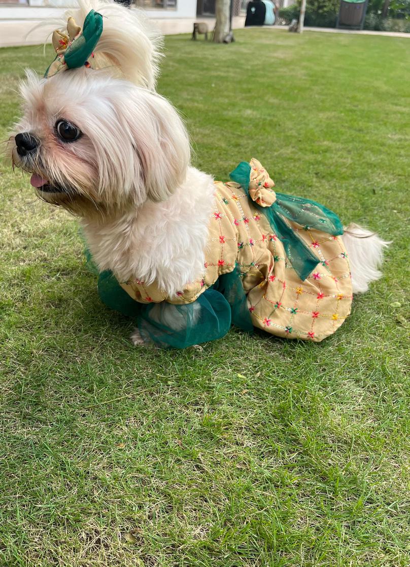 Festive Beige & Emerald Green Sequined Ethnic Frock Dress for Dogs
