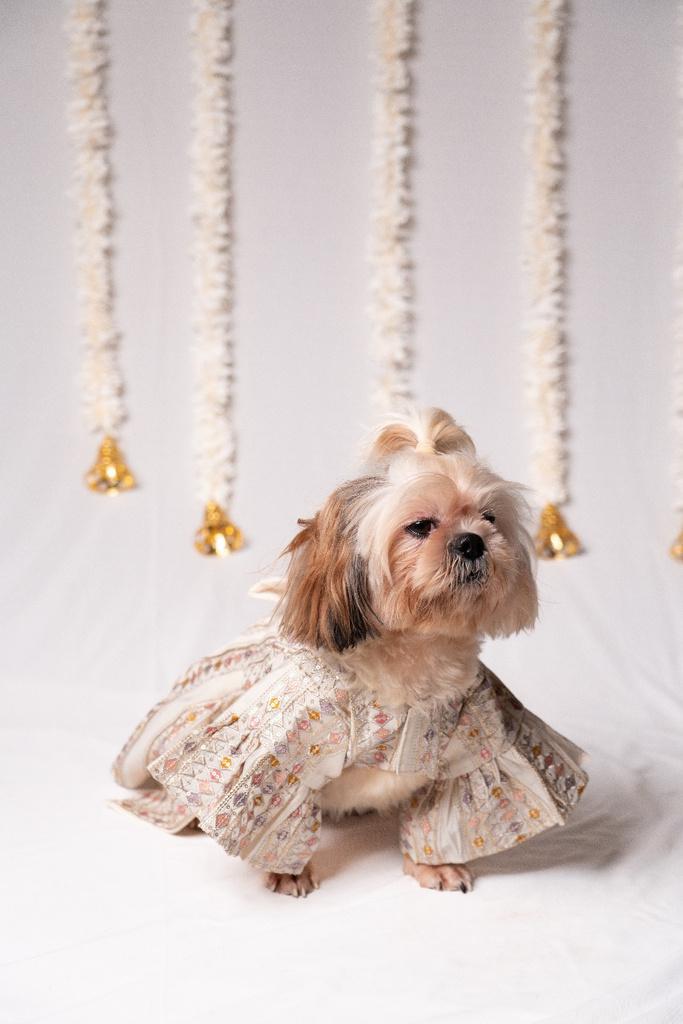 Ivory Sequined Ethnic Lehenga Dress for Pets