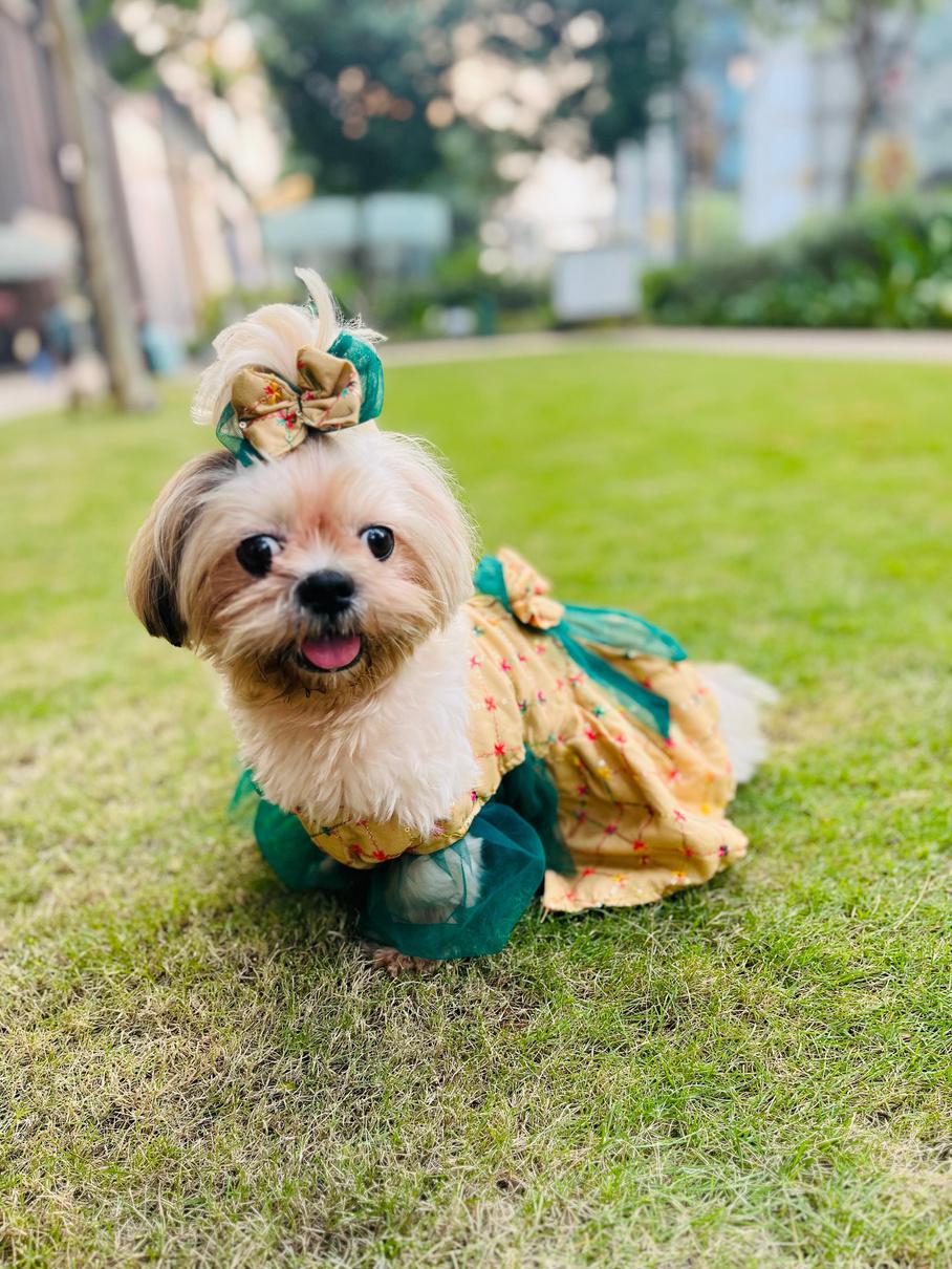 Festive Beige & Emerald Green Sequined Ethnic Frock Dress for Dogs